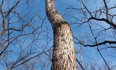 Ash tree with bark blonding