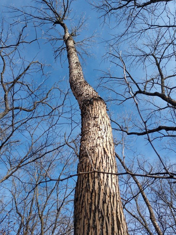 Ash tree with bark blonding
