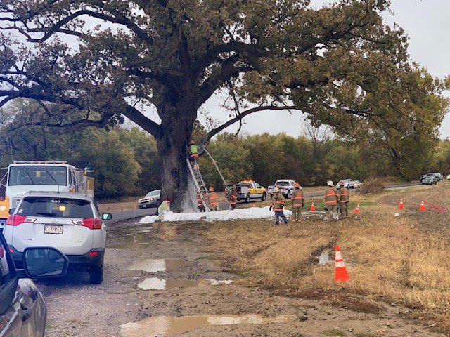 Firefighters: Bur oak tree struck by lightning - ABC17News.com