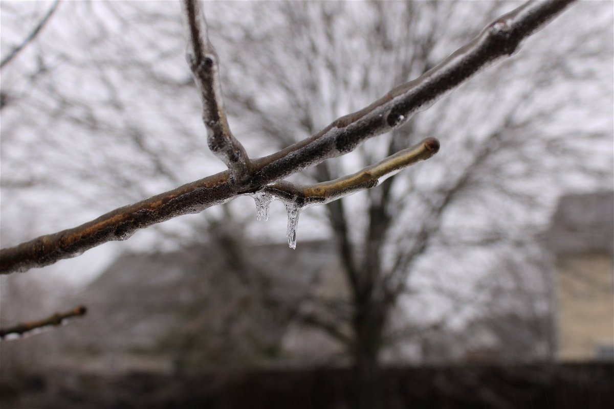 Ice on tree branch
