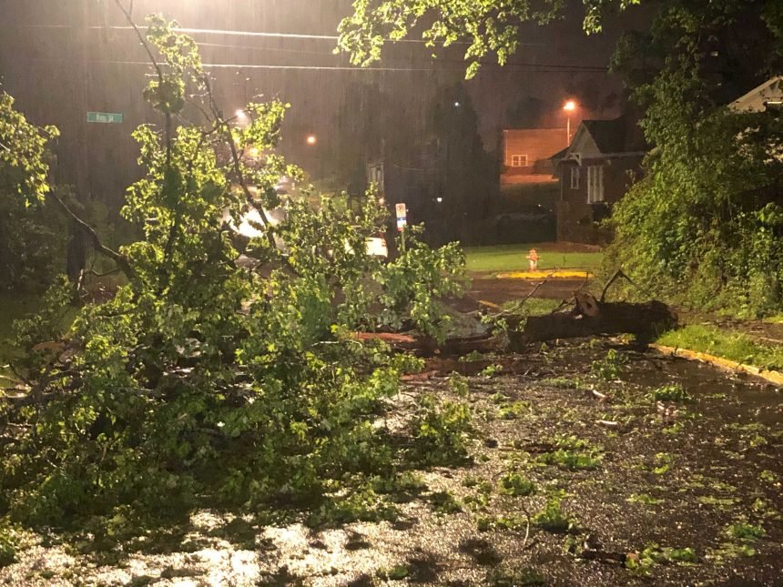 Tree down at S. William St. & Ross St. on May 9, 2021