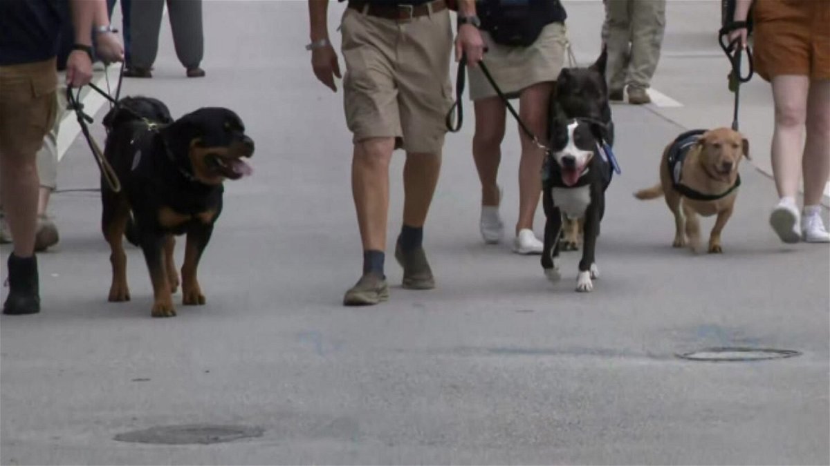 <i>WFOR</i><br/>Axel the Rottweiler and the rest of his emotional support buddies from the Crisis Response Canines team.