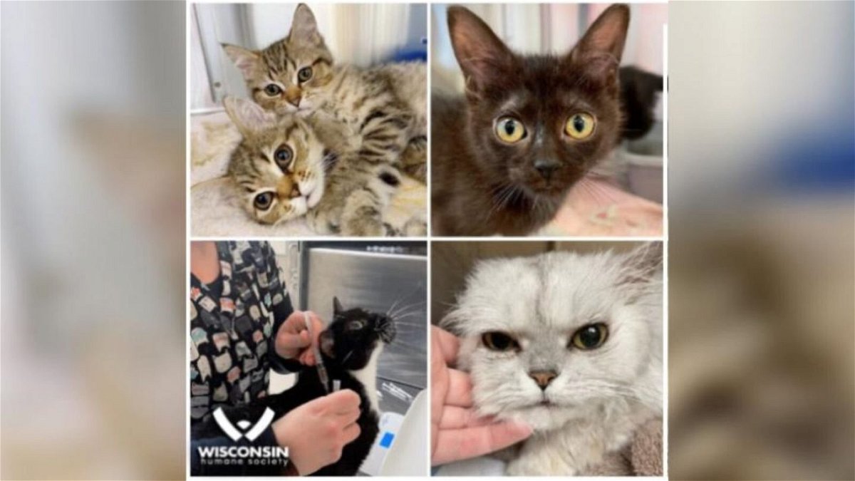 <i>Wisconsin Humane Society</i><br/>The Wisconsin Humane Society put out a plea for assistance Wednesday