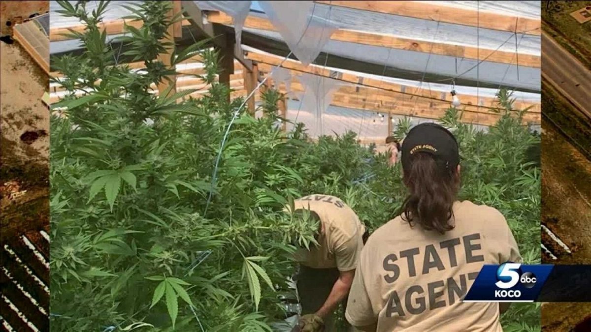 <i>KOCO</i><br/>Many marijuana growers say they're being unfairly targeted because of the industry they're in after state drug agents have conducted two dozen busts at marijuana farms since mid-April