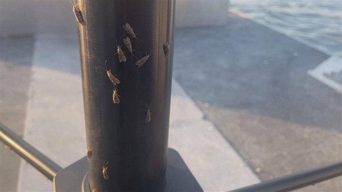 <i>KVVU</i><br/>Scientists hope they can provide a playbook for Laughlin and other cities to deal with caddisfly swarms.