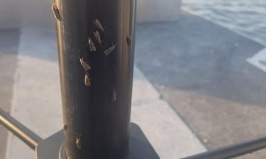 Scientists hope they can provide a playbook for Laughlin and other cities to deal with caddisfly swarms.