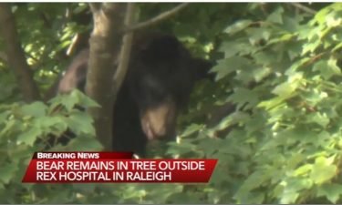 North Carolina Wildlife Commission plans to monitor the black bear up a tree at Rex Hospital and hope it finds its own way out of town in the coming days.
