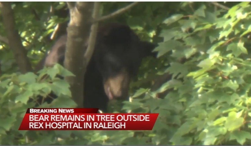 <i>WTVD</i><br/>North Carolina Wildlife Commission plans to monitor the black bear up a tree at Rex Hospital and hope it finds its own way out of town in the coming days.