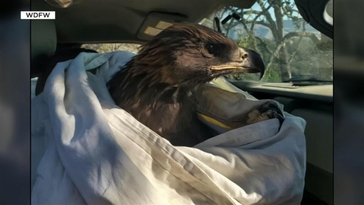 <i>WDFW</i><br/>A six-week-old golden eagle is now recovering at an Oregon wildlife clinic after being rescued from the Lyle Hill wildfire burning on the Washington side of the Columbia River Gorge.