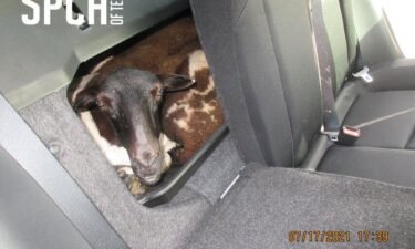 Sheep were rescued from the trunk of a car in Hunt County