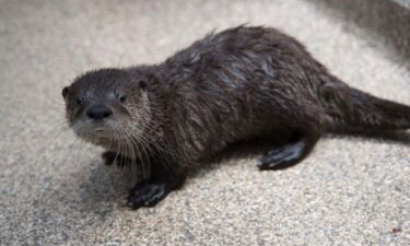 A river otter pup is getting some much needed care at the Oregon Zoo after being found orphaned along a roadside in Deer Island last month.