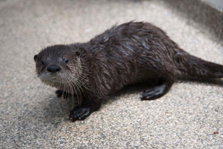 <i>Michael Durham/Oregon Zoo</i><br/>A river otter pup is getting some much needed care at the Oregon Zoo after being found orphaned along a roadside in Deer Island last month.