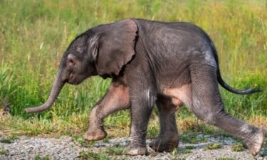An African elephant calf was born early on July 18 at the Pittsburgh Zoo & PPG Aquarium's International Conservation Center in Somerset County.