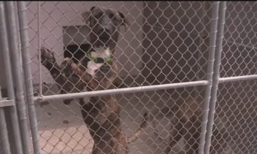 Animal shelters are being overwhelmed by the number of animals they're taking in.
