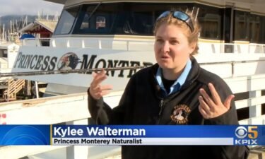 Naturalist Kylee Walterman's "once in a lifetime experience" involved a whale coming close to her boat.