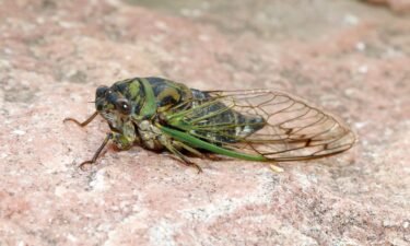 Meet the dog-day cicada