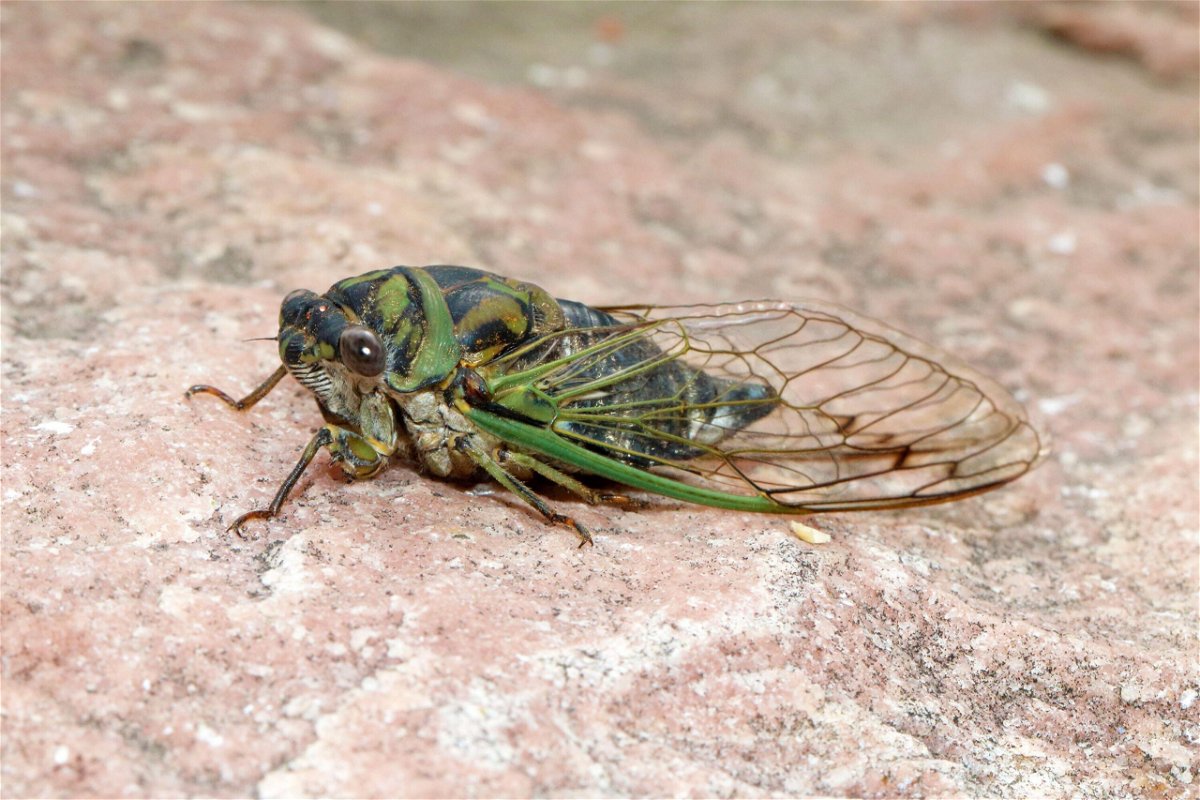 <i>Terry Sohl/Alamy Stock Photo</i><br/>Meet the dog-day cicada