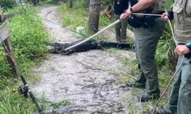 A cyclist was bitten by an alligator and suffered severe injuries after he crashed his bike and fell into the water in a Florida park