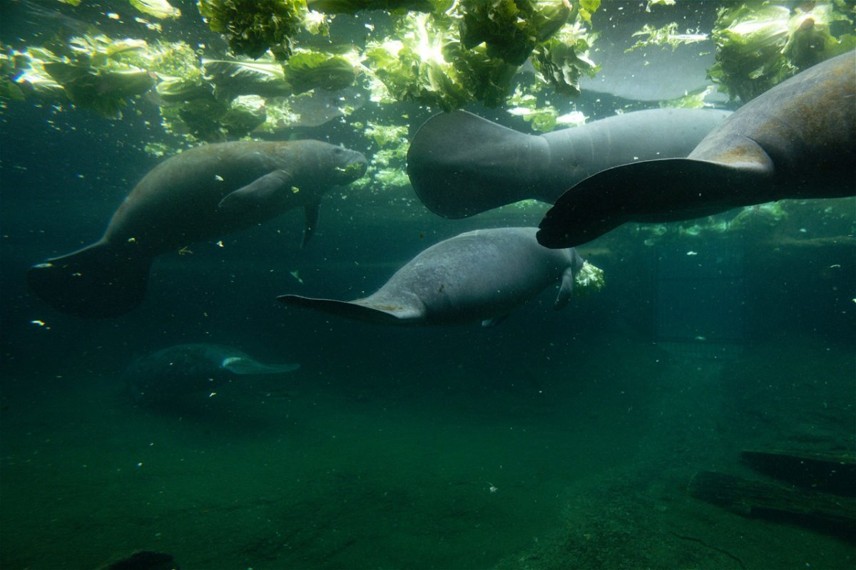 <i>Eva Marie Uzcategui/AFP/Getty Images</i><br/>Manatees feed in a recovery pool at  ZooTampa at Lowry Park in Tampa
