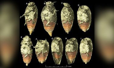 The tiny beetle Triamyxa coprolithica is the first insect to be described from fossil feces