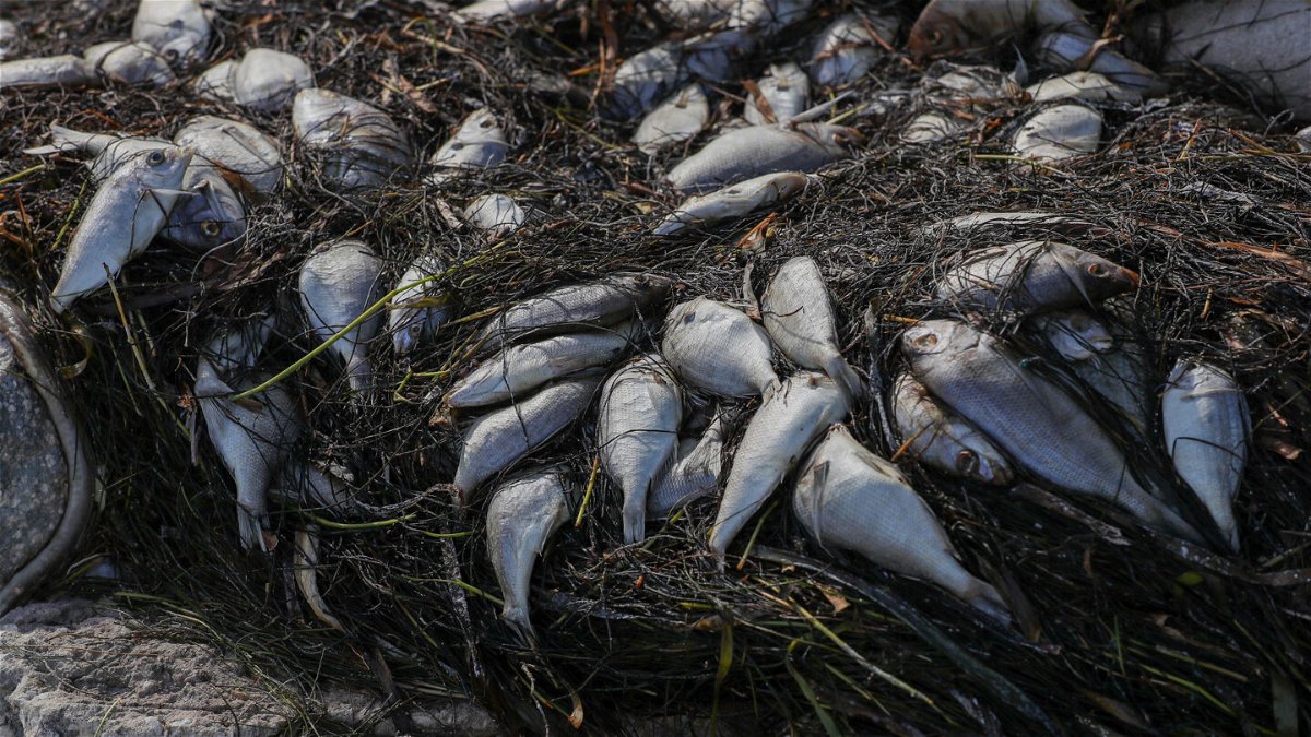 <i>Arielle Bader/Tampa Bay Times/AP</i><br/>Dead fish from red tide washed up along a waterfront park in St. Petersburg