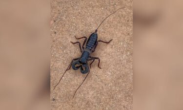 This vinegaroon was spotted near the Chisos Basin campground