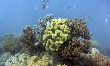 The Australian government and a United Nations body are facing off this week over whether the Great Barrier Reef is "in danger" of losing its "outstanding universal value."