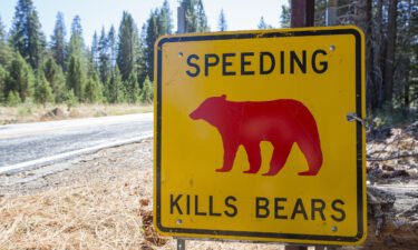A yellow "Speed Kills Bears" sign is seen in Yosemite National Park.  A ranger at the park is pleading to visitors to drive slow and stay alert after another bear was killed by a car.