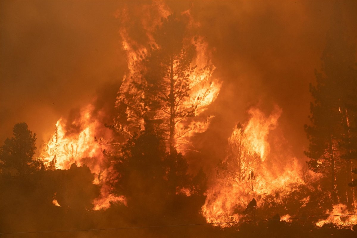 <i>David Odisho/Bloomberg/Getty Images</i><br/>Trees burn along Highway 89 during the Tamarack Fire in the Californian city of Markleeville on July 17.