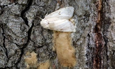 A female Lymantria dispar moth lays her eggs on the trunk of a tree in the Salmon River State Forest in Connecticut.