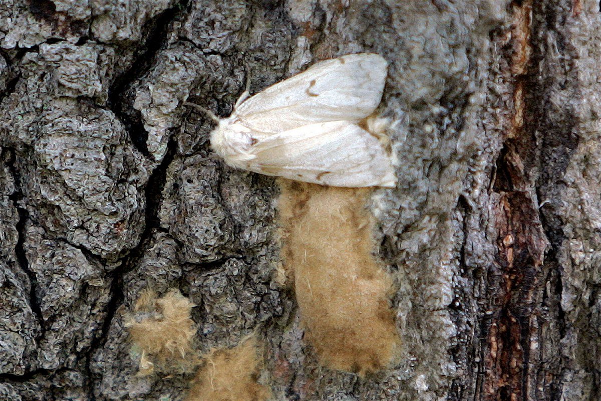 <i>Bob Child/AP</i><br/>A female Lymantria dispar moth lays her eggs on the trunk of a tree in the Salmon River State Forest in Connecticut.