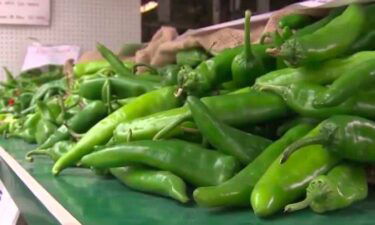 Green chile season is here but it hasn't been an easy harvesting season due to the drought and monsoon rain.