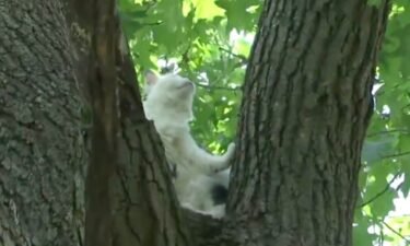A cat has been stuck in a tree for days and people are trying to help.