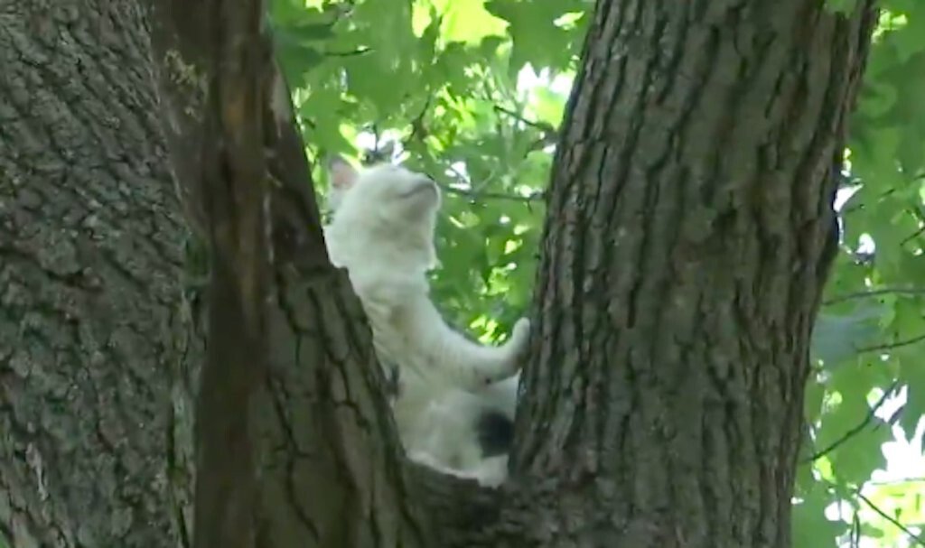 <i>WSHM</i><br/>A cat has been stuck in a tree for days and people are trying to help.