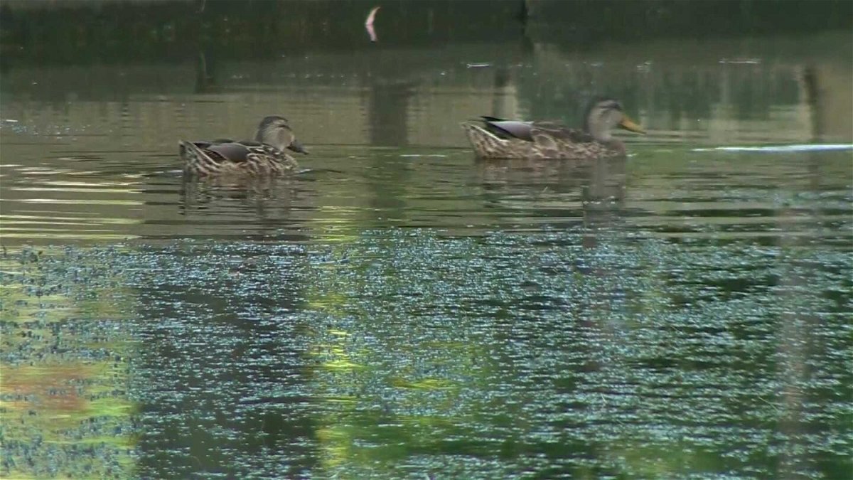 <i>WCVB</i><br/>The spread of a common waterfowl illness is believed to be the cause of a 