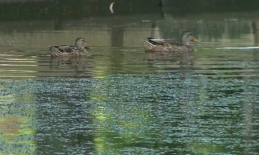 The spread of a common waterfowl illness is believed to be the cause of a "significant" number of dead ducks seen recently in the Merrimack River.