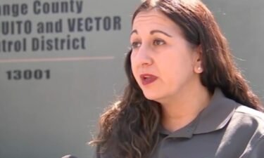 The Orange County Mosquito and Vector Control District is seeing a greater number of "ankle biter" mosquitoes this summer. Lora Young