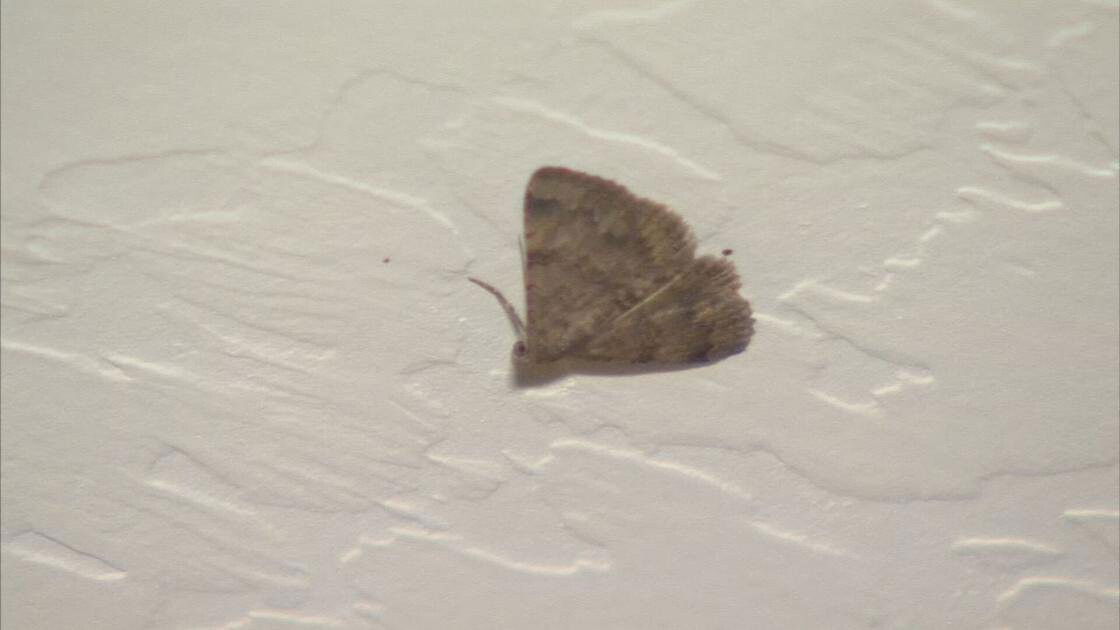 <i>KTVK</i><br/>We ask the experts about a fly and moth infestation that is bugging a lot of people around Arizona.
