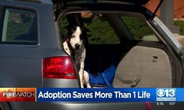 A man left town to adopt a dog