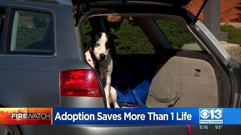 <i>KOVR</i><br/>A man left town to adopt a dog