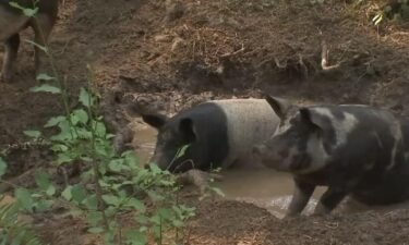 Farmers in Oregon are working to make sure their livestock stays cool in the heat wave.