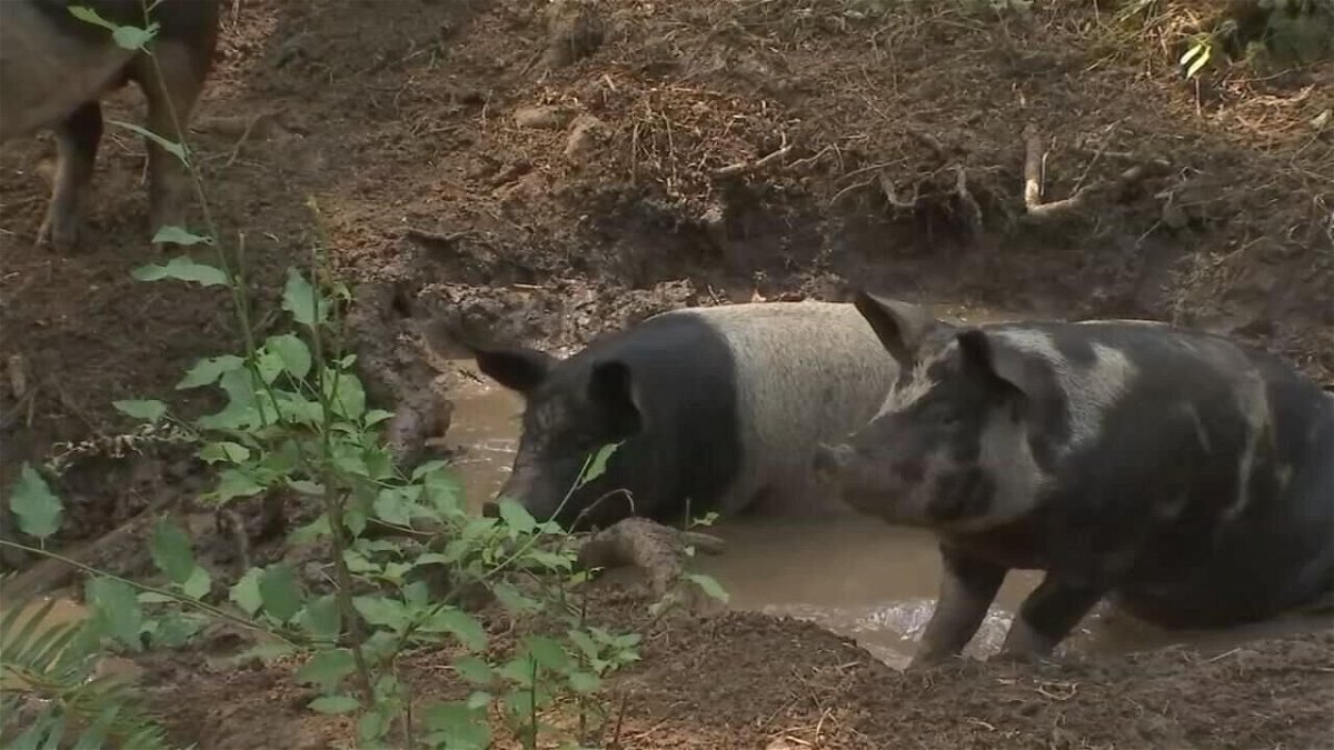 <i>KPTV</i><br/>Farmers in Oregon are working to make sure their livestock stays cool in the heat wave.