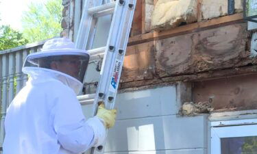 A bee keeper removes a colony of bees from under the siding of a house.