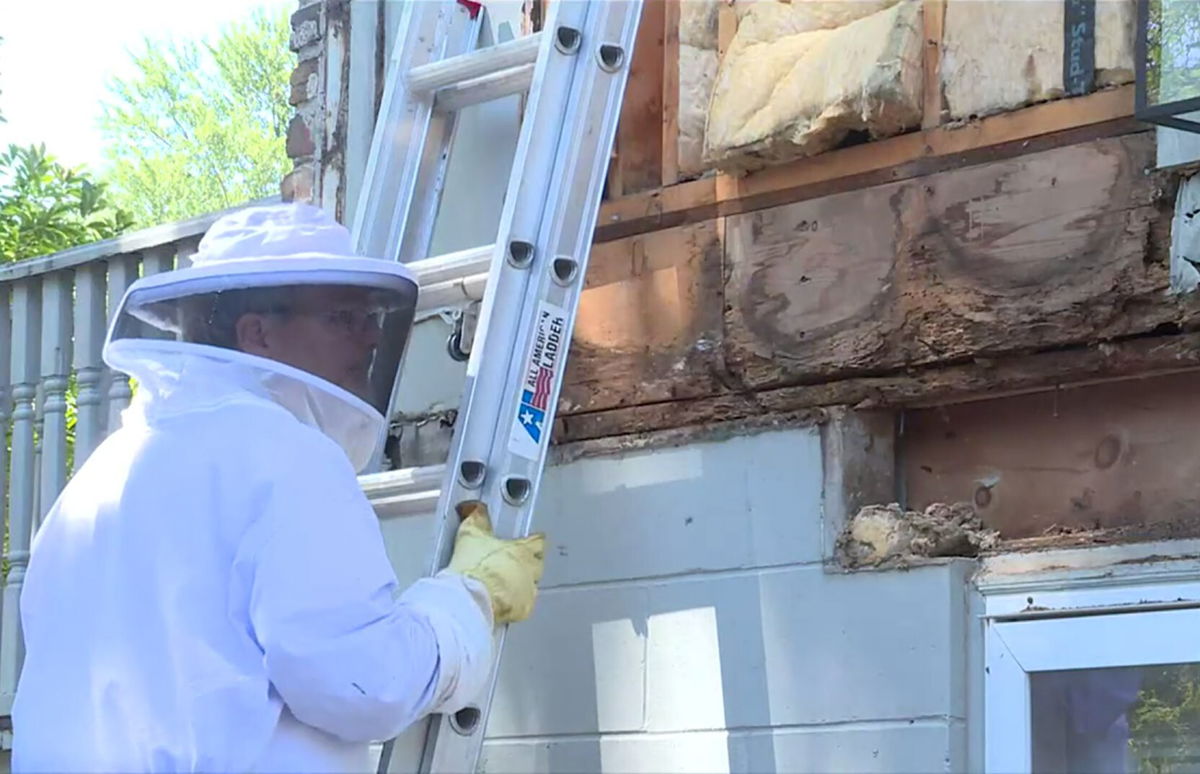 <i>WOWT</i><br/>A bee keeper removes a colony of bees from under the siding of a house.