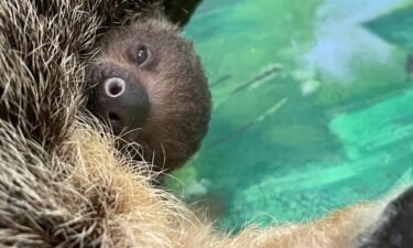 A two-toed sloth snuggles with its mother at the Stone Zoo