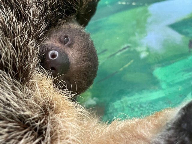 <i>Stone Zoo / WBZ</i><br/>A two-toed sloth snuggles with its mother at the Stone Zoo
