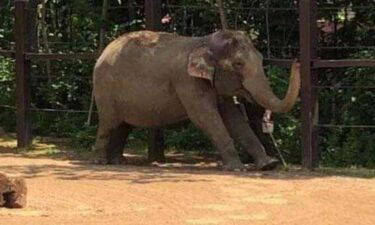 Zoo keepers at the Cincinnati Zoo have developed elephant yoga for some of its aging herd.