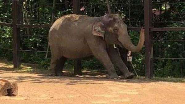 <i>Cincinnati Zoo/WLWT</i><br/>Zoo keepers at the Cincinnati Zoo have developed elephant yoga for some of its aging herd.