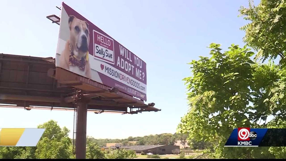 <i>KMBC</i><br/>A Kansas City animal advocate is hoping a 30-foot billboard will help some of the city's long-term shelter pets get adopted.
