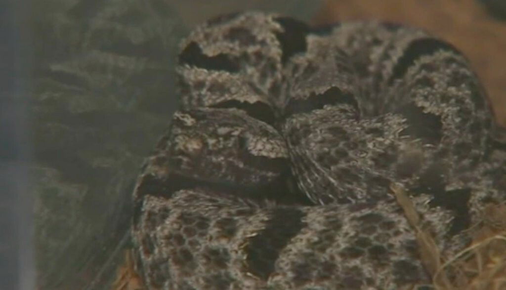 <i>KABC</i><br/>There's a snake invasion in some Southern California communities. Snakes